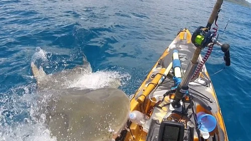In Hawaii, a fisherman managed to fight off a shark that mistook his boat for a seal
