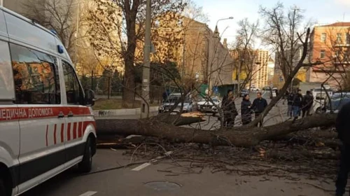 Последствия непогоды: в Киеве дерево убило женщину